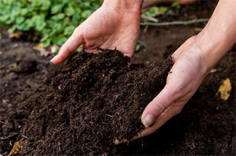 SS24-0462 Why Start with a Soil Test for Your Lawn and Garden?
